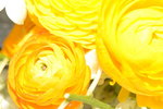 20032015_Hong Kong Flower Show_菊花00006