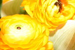 20032015_Hong Kong Flower Show_菊花00007