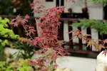 20032015_Hong Kong Flower Show_楓葉00002