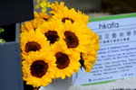 20032015_Hong Kong Flower Show_向日葵r00005