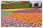 20032015_Hong Kong Flower Show_Tulip00002
