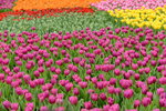 20032015_Hong Kong Flower Show_Tulip00011