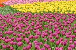 20032015_Hong Kong Flower Show_Tulip00012