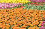 20032015_Hong Kong Flower Show_Tulip00013