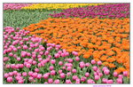 20032015_Hong Kong Flower Show_Tulip00017