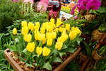 20032015_Hong Kong Flower Show_Tulip00023