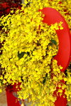 25032015_Hong Kong Flower Show_Oncidium跳舞蘭00005
