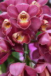14022015_Lunar New Year Flower Fair Snapshots_Orchid00001