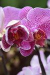 14022015_Lunar New Year Flower Fair Snapshots_Orchid00002