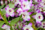 14022015_Lunar New Year Flower Fair Snapshots_Orchid00003