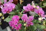 14022015_Lunar New Year Flower Fair Snapshots_Orchid00004