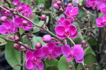 14022015_Lunar New Year Flower Fair Snapshots_Orchid00005