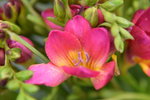 14022015_Lunar New Year Flower Fair Snapshots_Orchid00006