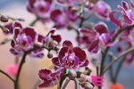 14022015_Lunar New Year Flower Fair Snapshots_Orchid00007