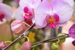 14022015_Lunar New Year Flower Fair Snapshots_Orchid00008
