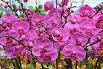 14022015_Lunar New Year Flower Fair Snapshots_Orchid00009