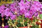 14022015_Lunar New Year Flower Fair Snapshots_Orchid00010