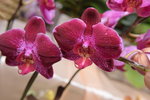14022015_Lunar New Year Flower Fair Snapshots_Orchid00011