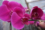 14022015_Lunar New Year Flower Fair Snapshots_Orchid00012