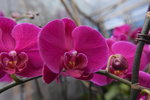 14022015_Lunar New Year Flower Fair Snapshots_Orchid00013