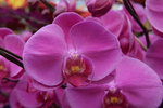 14022015_Lunar New Year Flower Fair Snapshots_Orchid00014