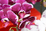 14022015_Lunar New Year Flower Fair Snapshots_Orchid00015