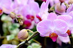 14022015_Lunar New Year Flower Fair Snapshots_Orchid00016