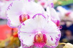 14022015_Lunar New Year Flower Fair Snapshots_Orchid00017