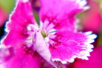 14022015_Lunar New Year Flower Fair Snapshots_Orchid00018