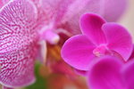 14022015_Lunar New Year Flower Fair Snapshots_Orchid00019