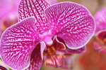 14022015_Lunar New Year Flower Fair Snapshots_Orchid00020