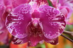 14022015_Lunar New Year Flower Fair Snapshots_Orchid00021