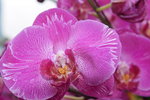 14022015_Lunar New Year Flower Fair Snapshots_Orchid00022