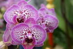 14022015_Lunar New Year Flower Fair Snapshots_Orchid00023
