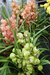 14022015_Lunar New Year Flower Fair Snapshots_Orchid00024
