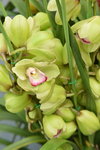 14022015_Lunar New Year Flower Fair Snapshots_Orchid00025