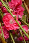 14022015_Lunar New Year Flower Fair Snapshots_桃花00005