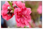 14022015_Lunar New Year Flower Fair Snapshots_桃花00010