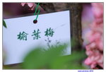 25032015_Hong Kong Flower Show_Prunus Triloba榆葉梅00001