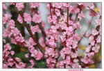 25032015_Hong Kong Flower Show_Prunus Triloba榆葉梅00002