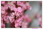25032015_Hong Kong Flower Show_Prunus Triloba榆葉梅00003