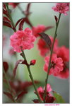 25032015_Hong Kong Flower Show_Prunus Persica碧桃00001