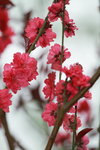 25032015_Hong Kong Flower Show_Prunus Persica碧桃00002