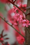 25032015_Hong Kong Flower Show_Prunus Persica碧桃00003