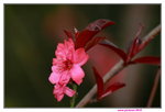 25032015_Hong Kong Flower Show_Prunus Persica碧桃00006