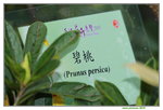 25032015_Hong Kong Flower Show_Prunus Persica碧桃00007