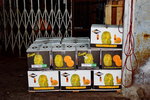 18042015_Yaumatei Wholesale Fruit Market Snapshots00023