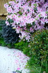 16032016_Hong Kong Flower Show 2016_Azelea00001
