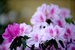 16032016_Hong Kong Flower Show 2016_Azelea00004