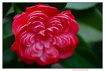 16032016_Hong Kong Flower Show 2016_Camelia00015